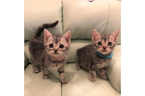 成約済の大阪府のアメリカンショートヘア-5379の2枚目